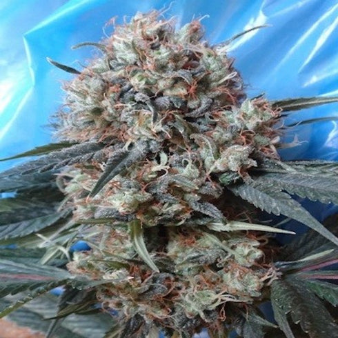 Ace Seeds - Nepal Jam x Kali China